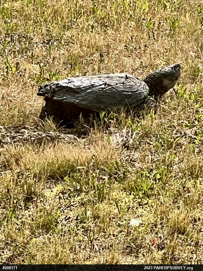 Snapping Turtle