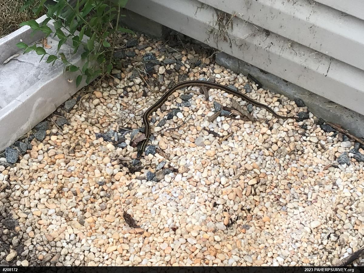 Eastern Gartersnake
