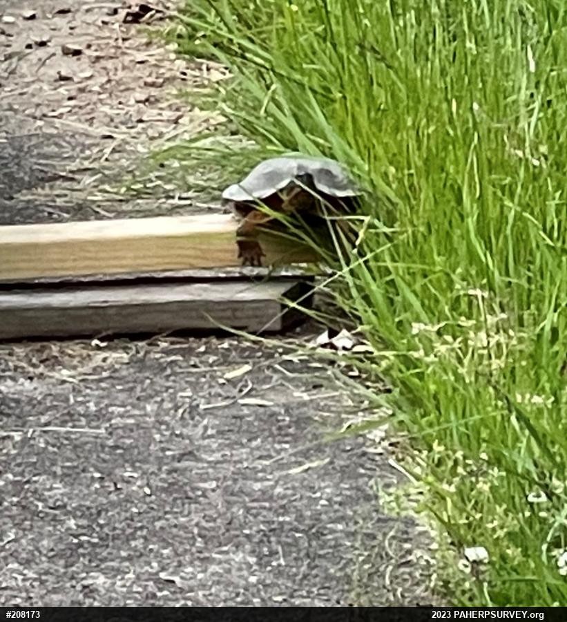 Wood Turtle