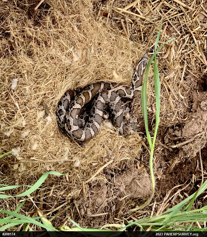 Eastern Milksnake
