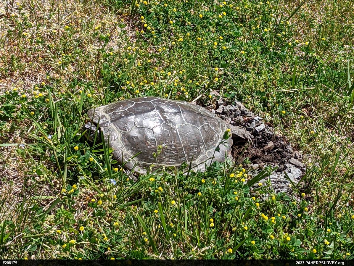 Northern Map Turtle
