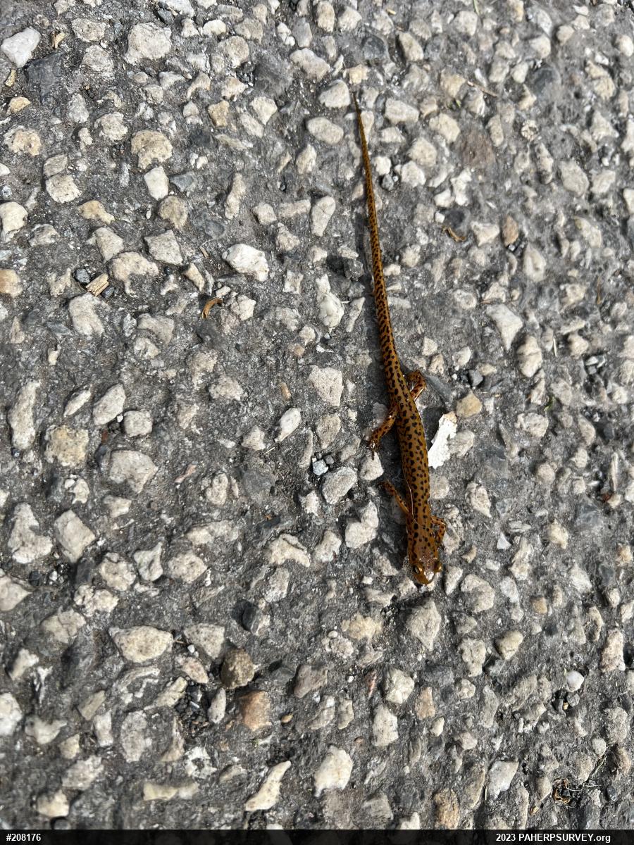 Eastern Long-tailed Salamander
