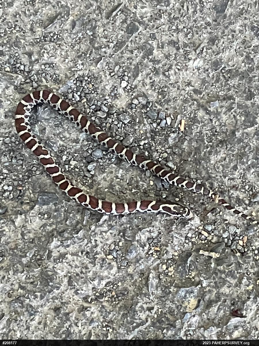 Eastern Milksnake