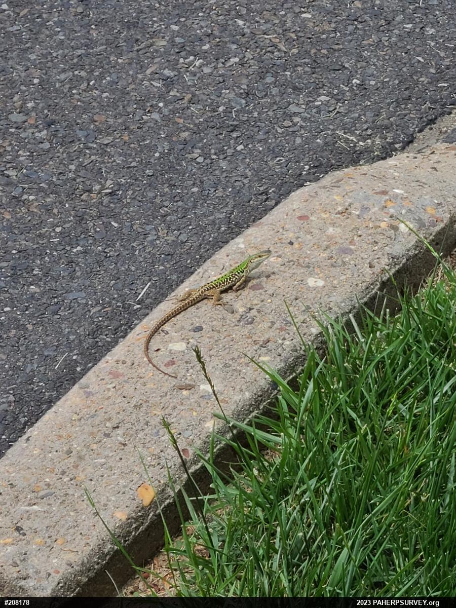 Italian Wall Lizard