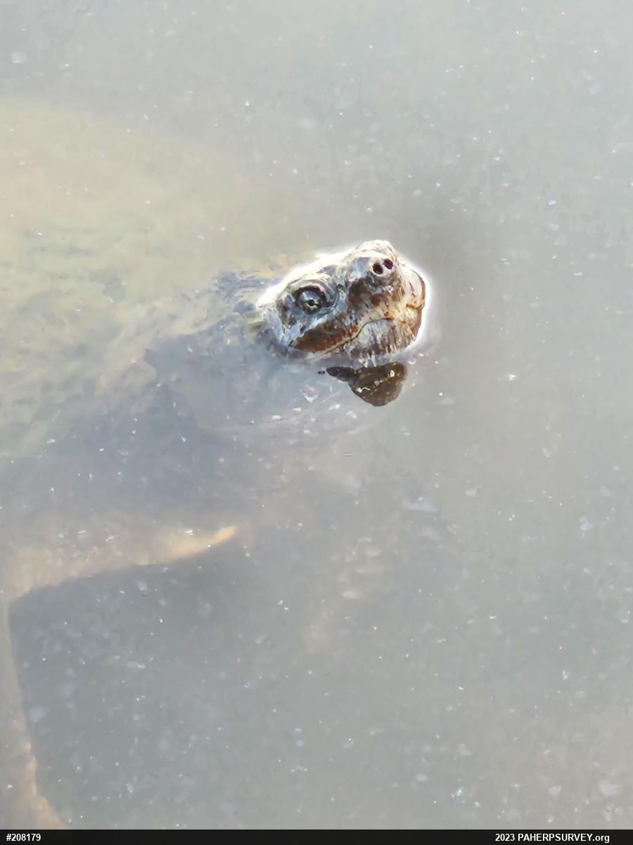 Snapping Turtle