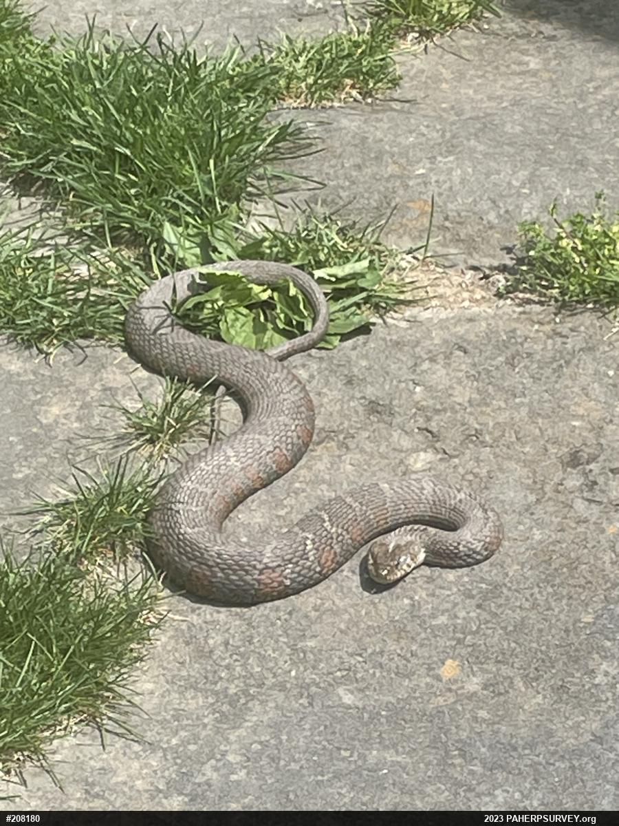 Northern Watersnake