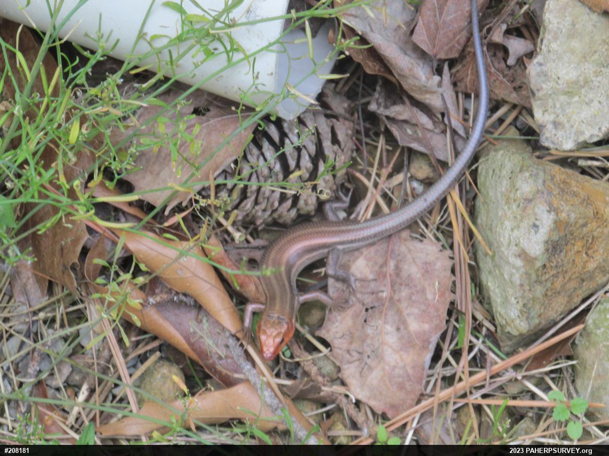 Common Five-lined Skink
