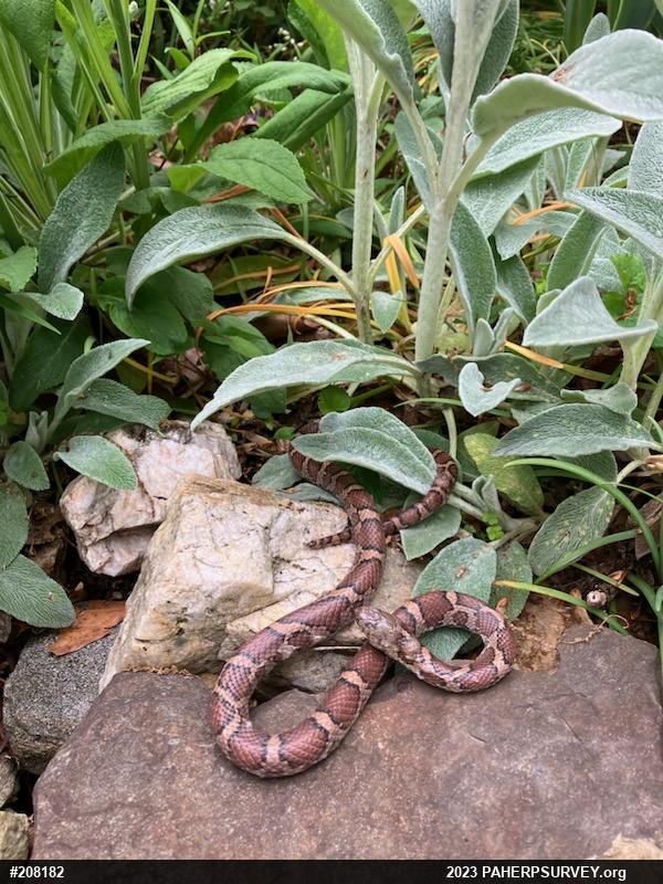 Eastern Milksnake