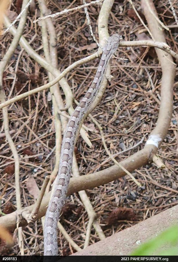 Eastern Ratsnake