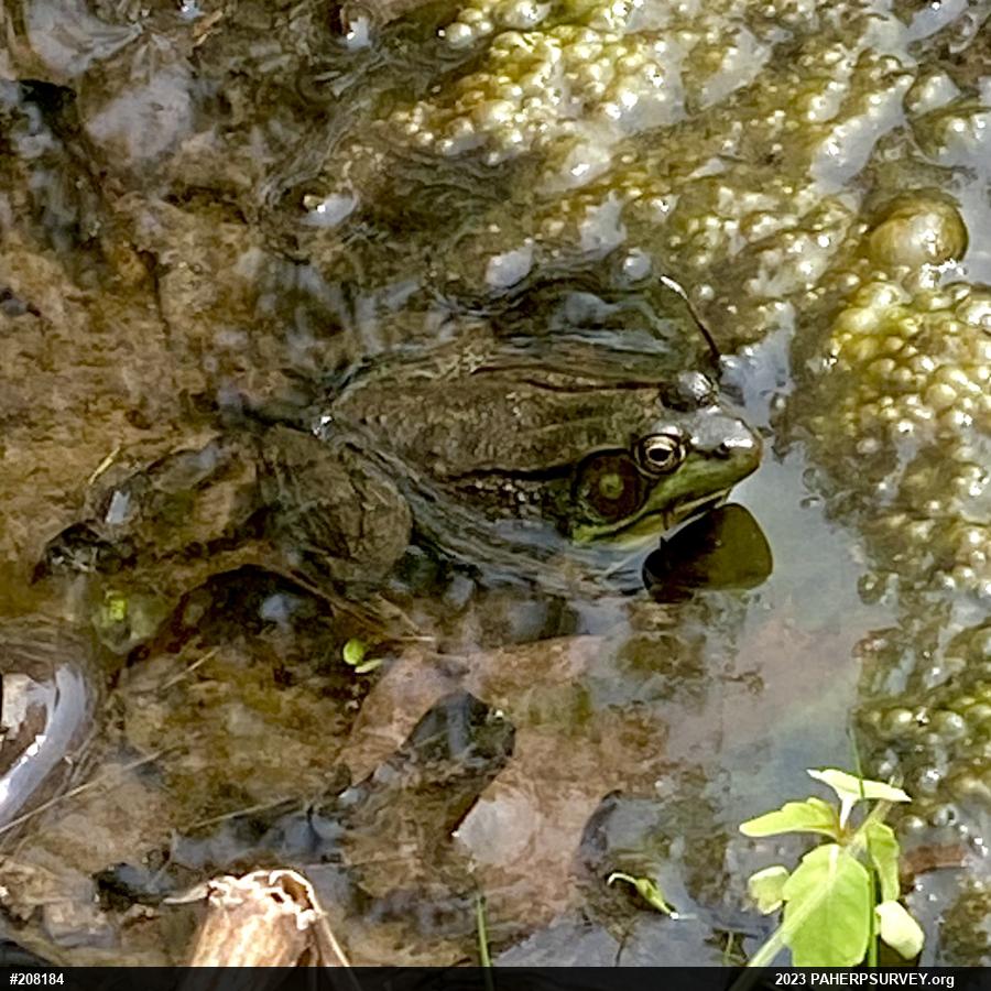 Green Frog