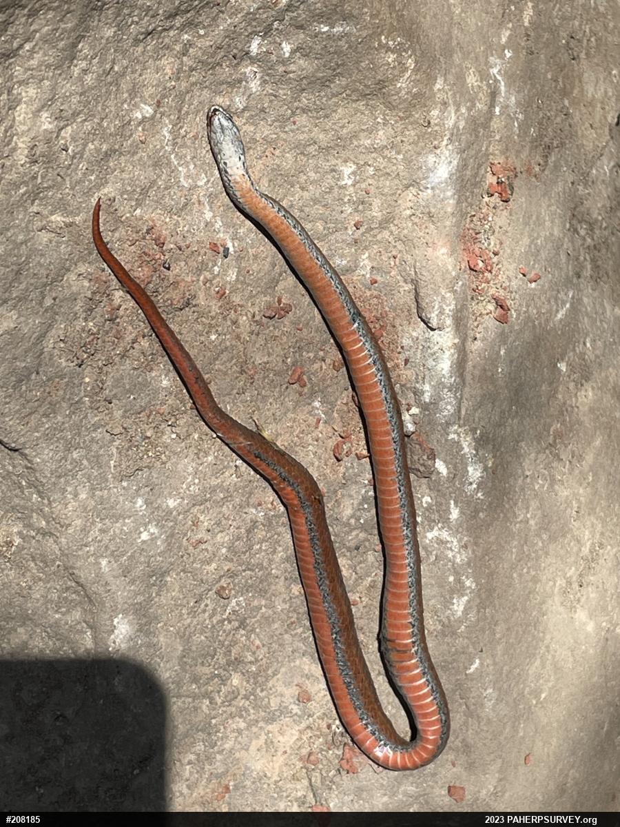 Red-bellied Snake