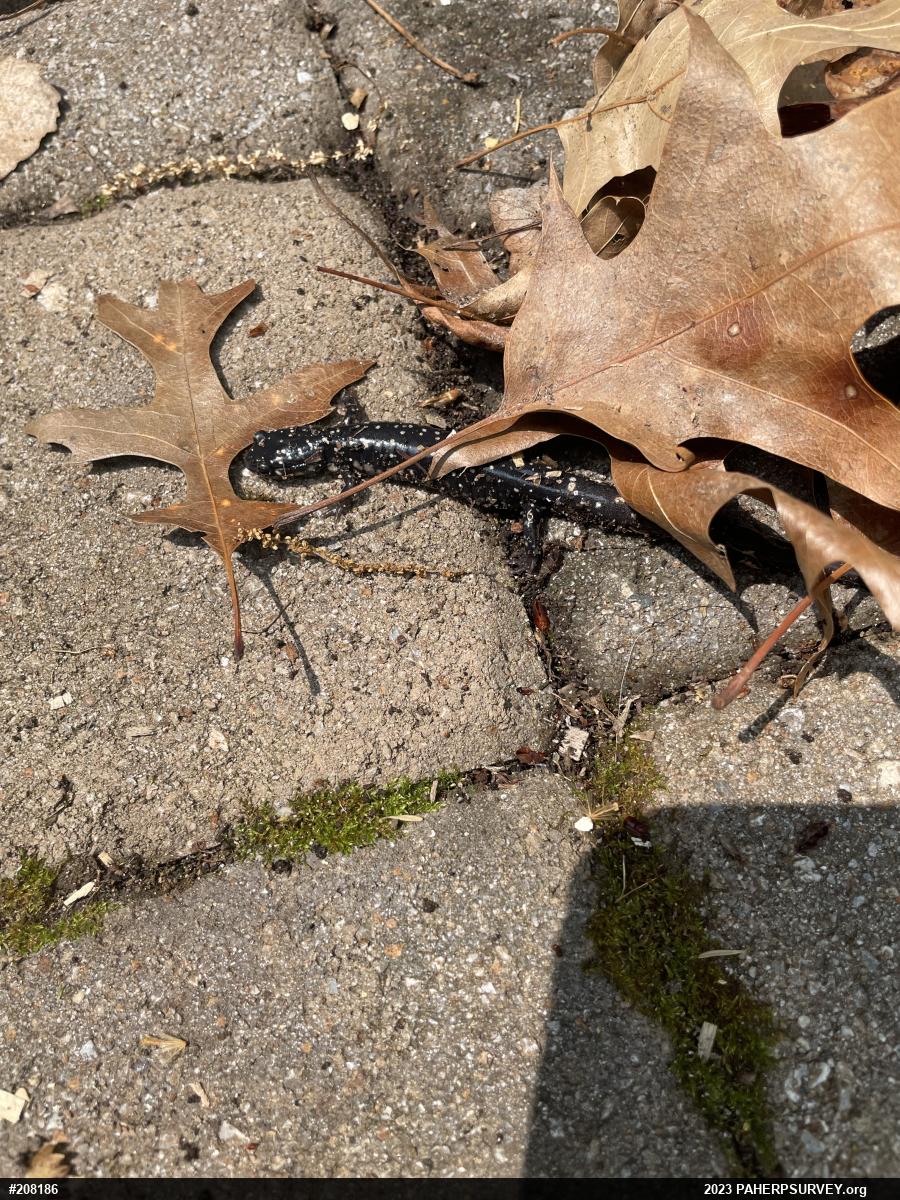 Northern Slimy Salamander