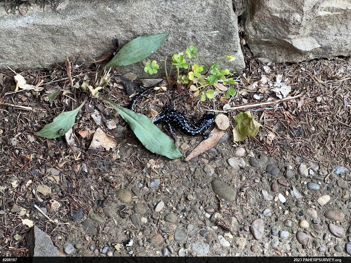 Northern Slimy Salamander