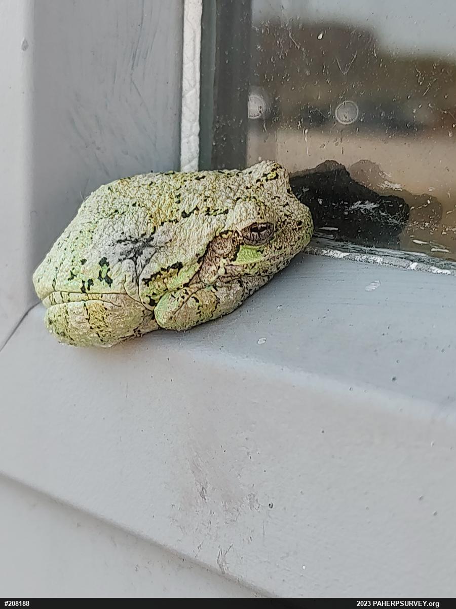 Unknown Gray Treefrog