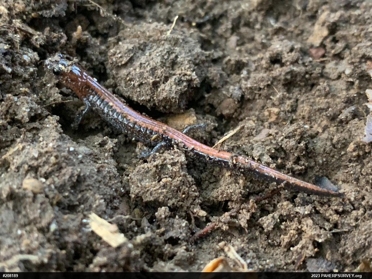 Eastern Red-backed  Salamander