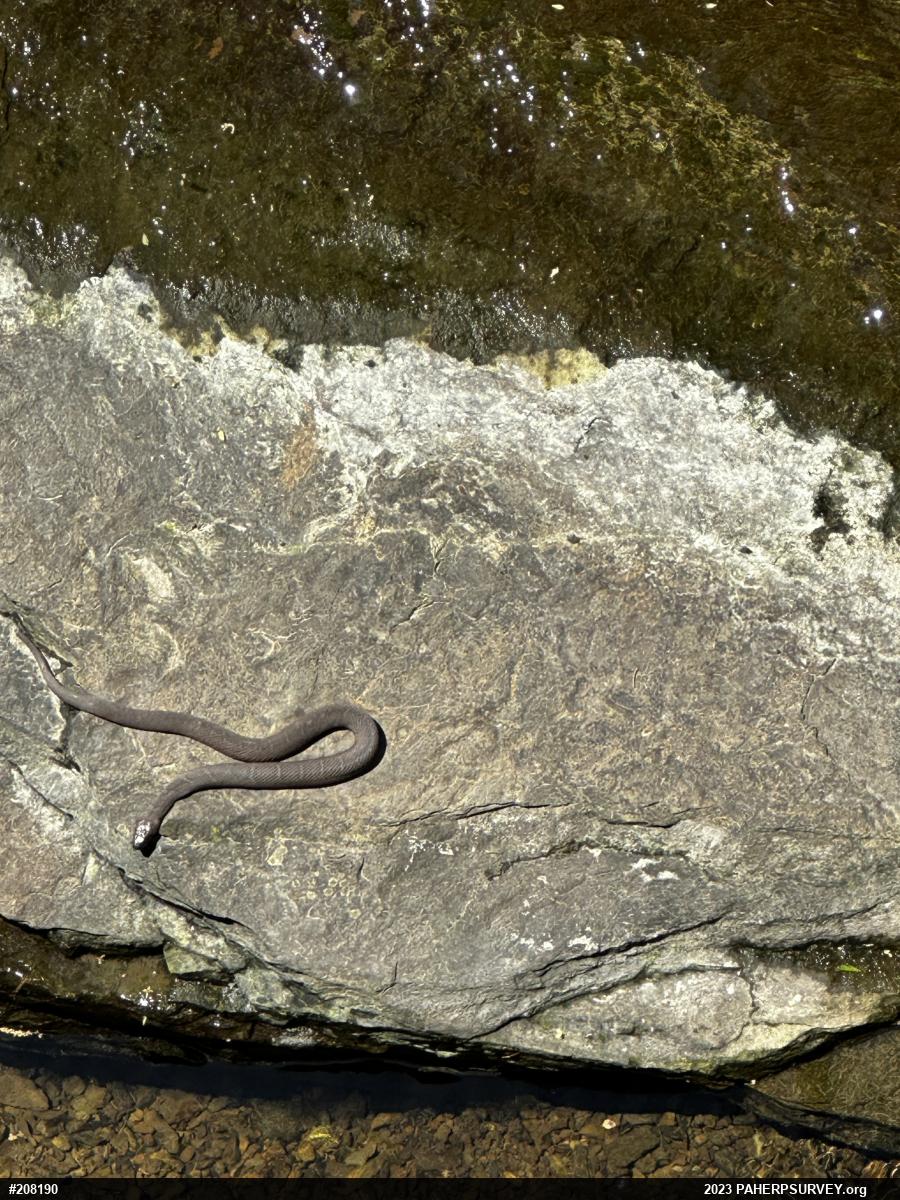 Northern Watersnake