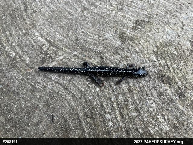 Northern Slimy Salamander