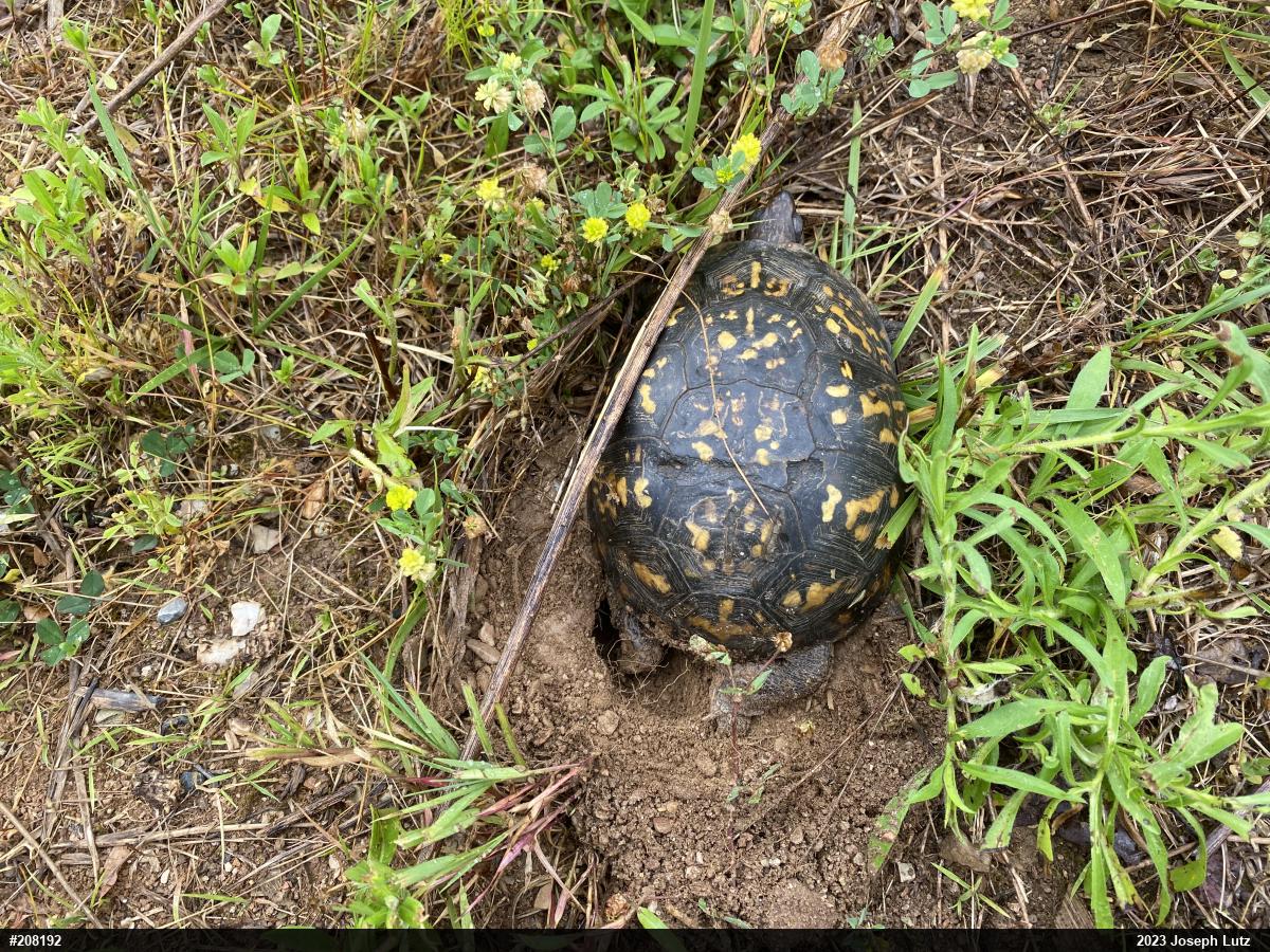 Eastern Box Turtle