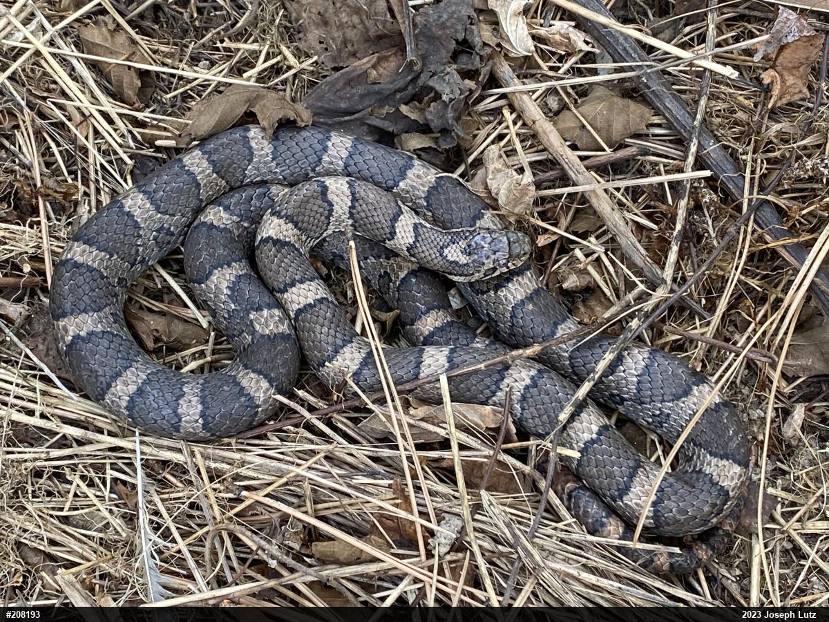 Eastern Milksnake