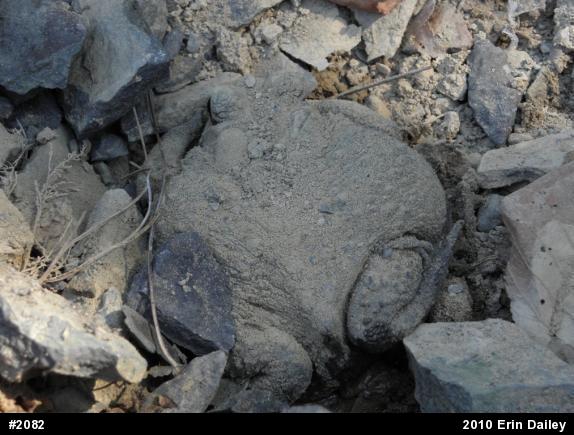 Eastern American Toad