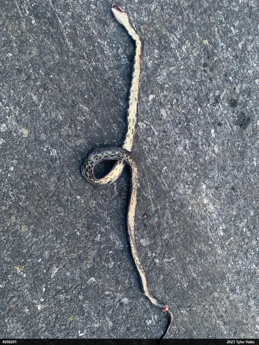Eastern Ratsnake