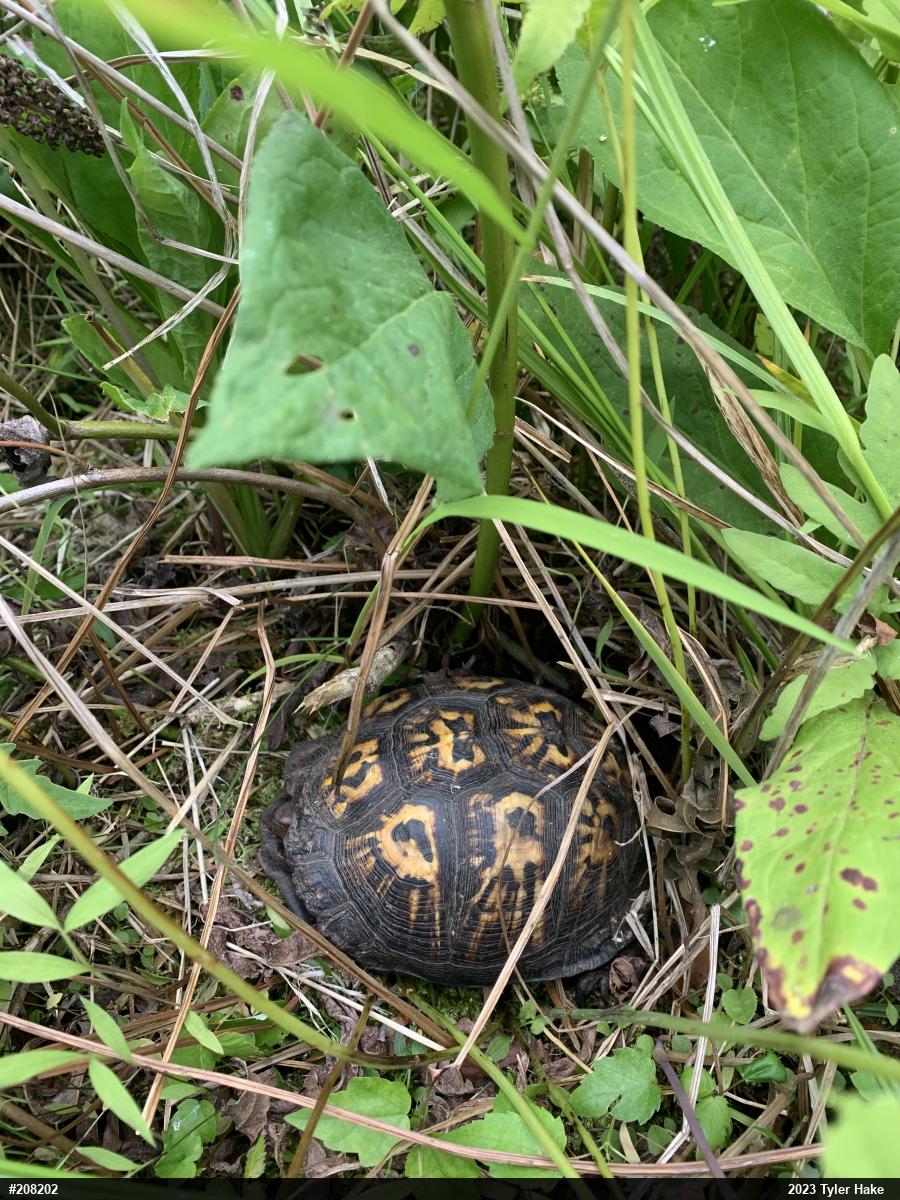 Eastern Box Turtle