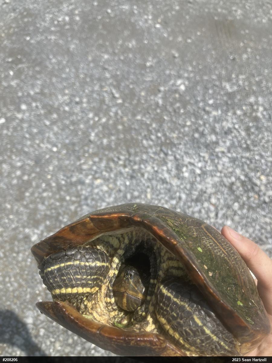 Red-eared Slider