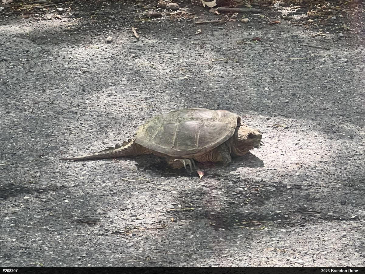 Snapping Turtle