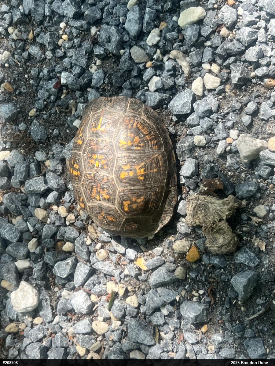 Eastern Box Turtle