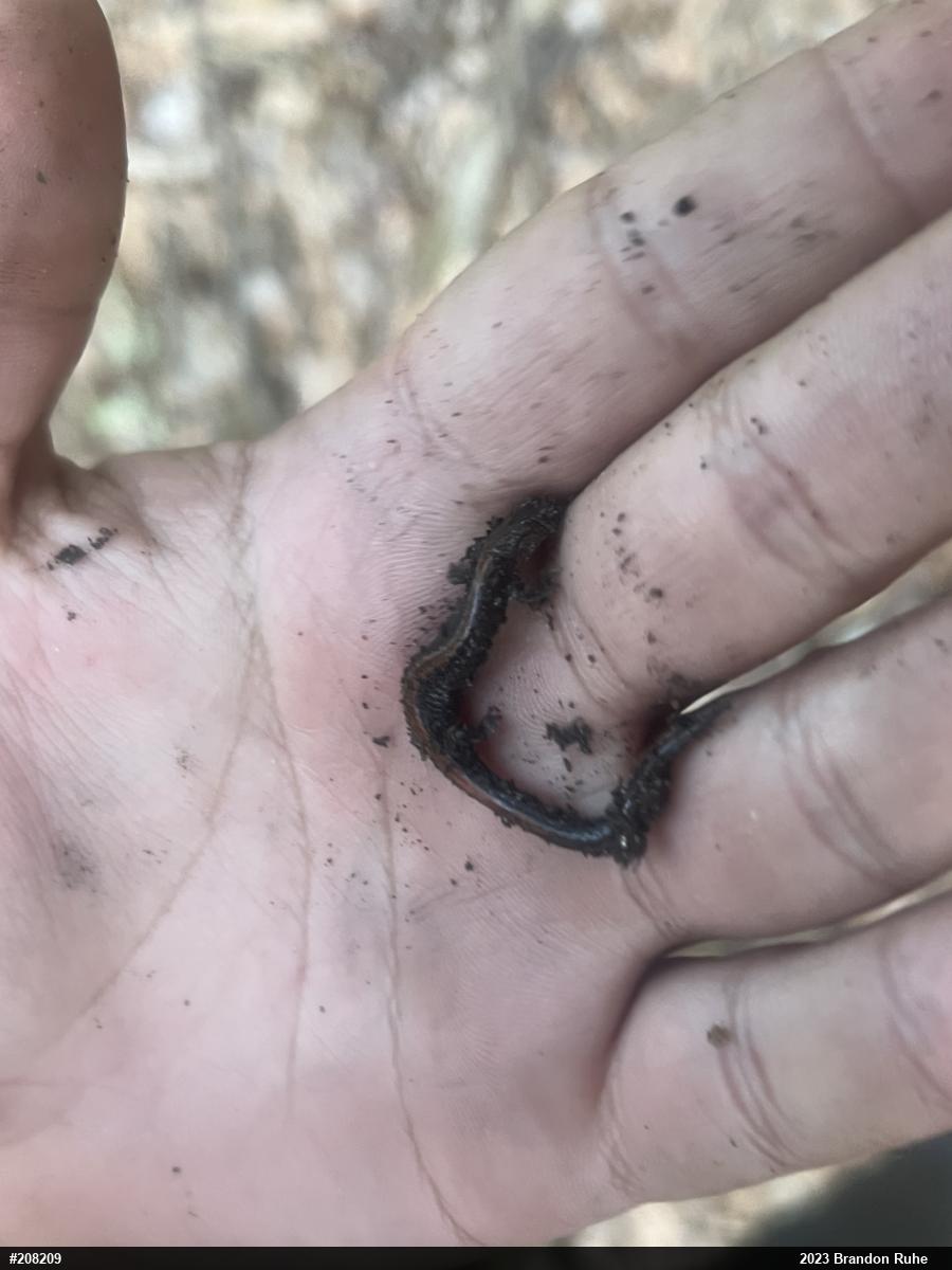 Eastern Red-backed  Salamander