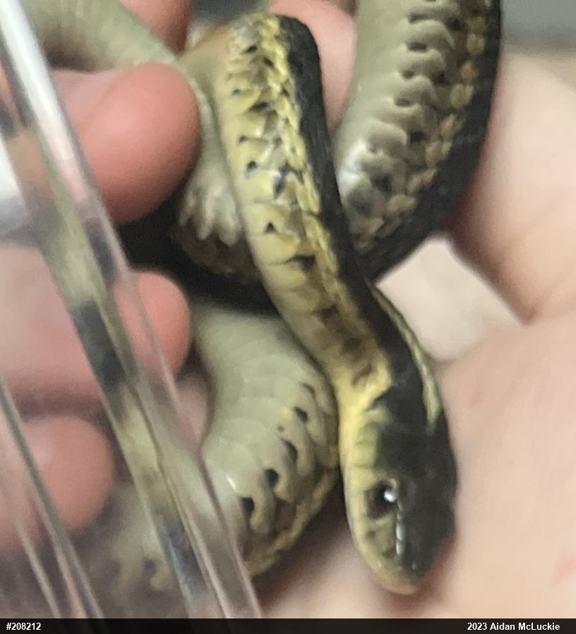 Eastern Gartersnake