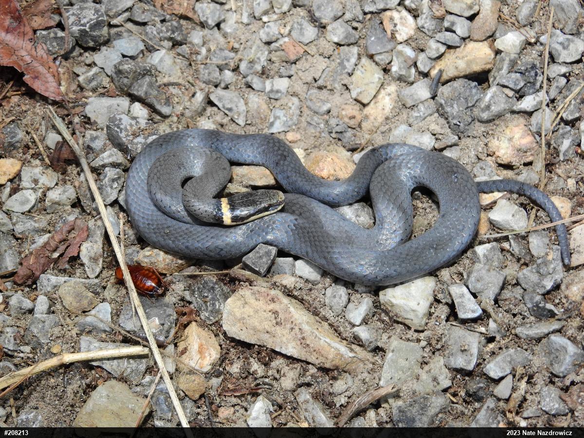 Northern Ring-necked Snake