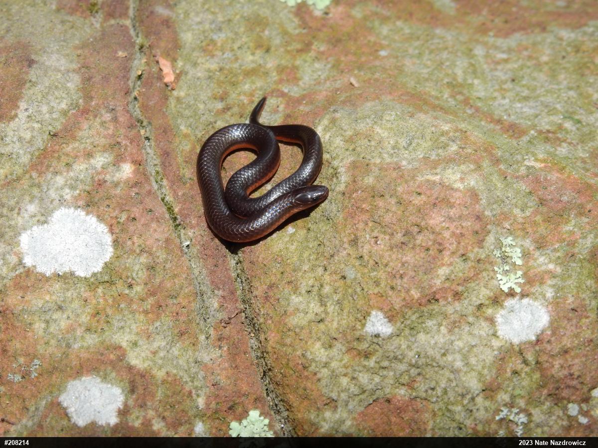 Eastern Wormsnake