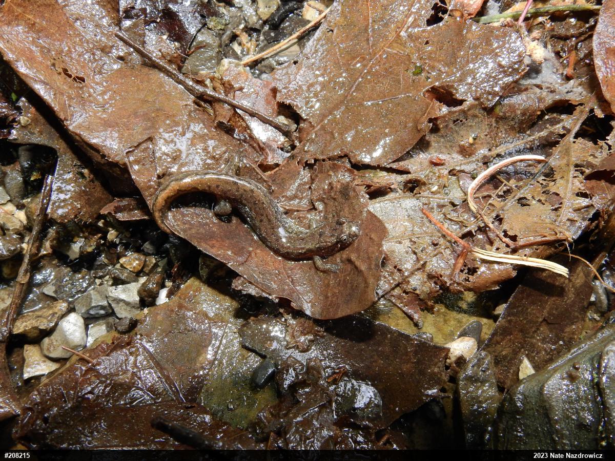 Northern Dusky Salamander