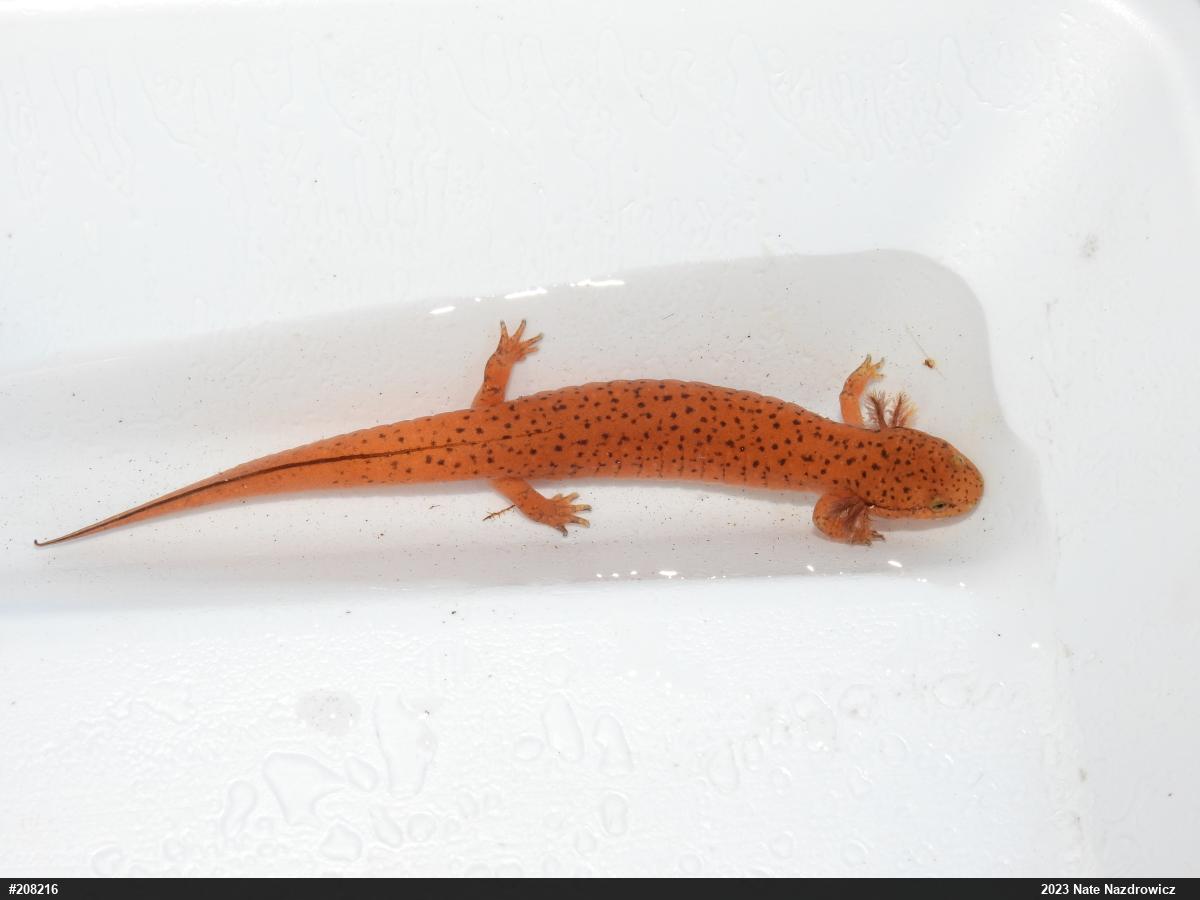Northern Red Salamander