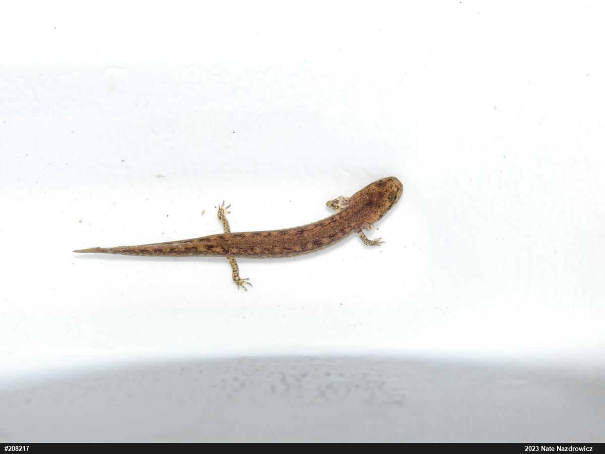 Northern Two-lined Salamander