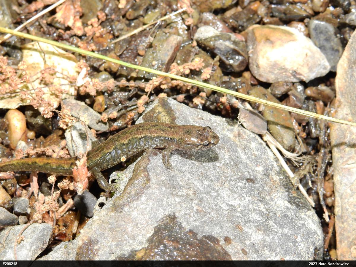 Northern Dusky Salamander