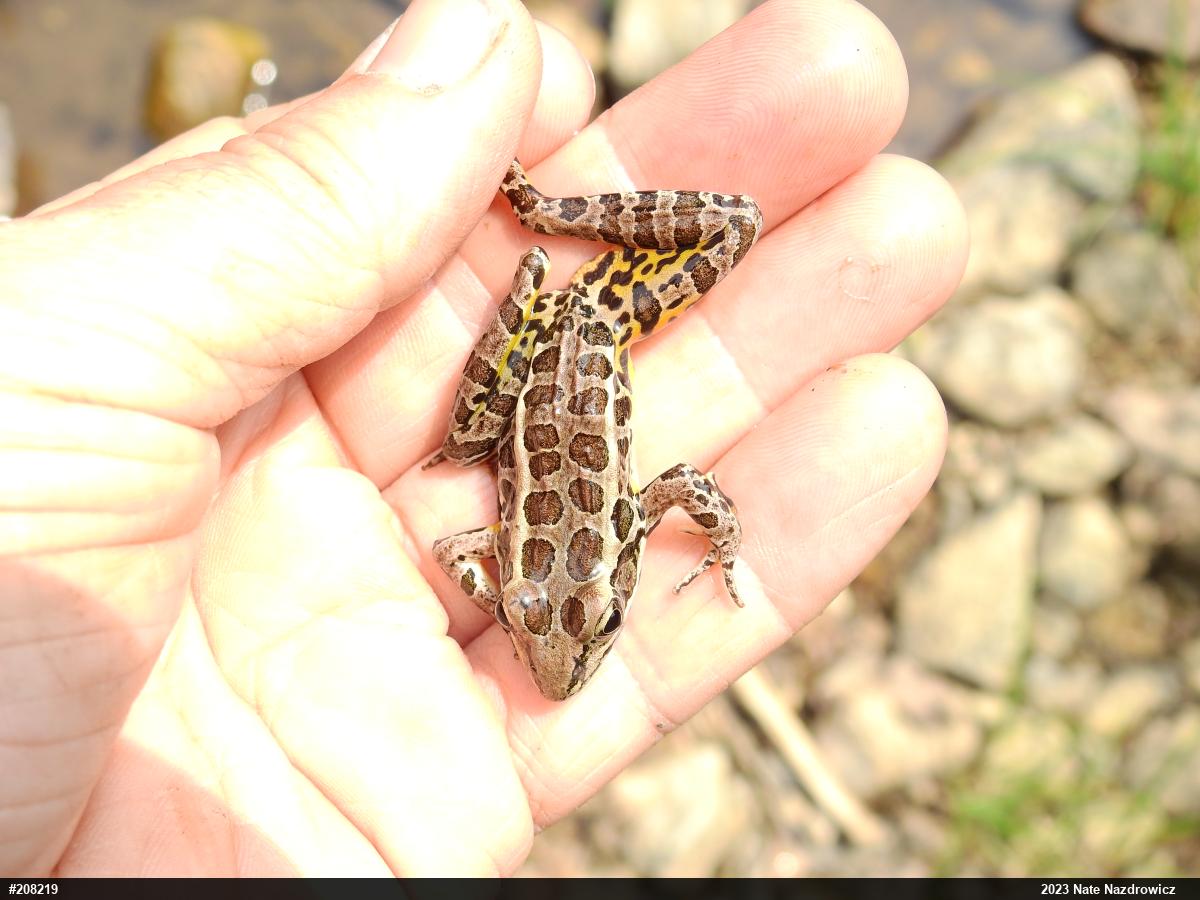Pickerel Frog