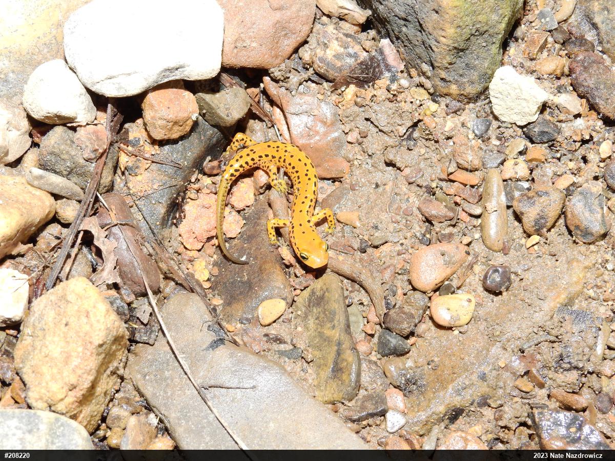 Eastern Long-tailed Salamander