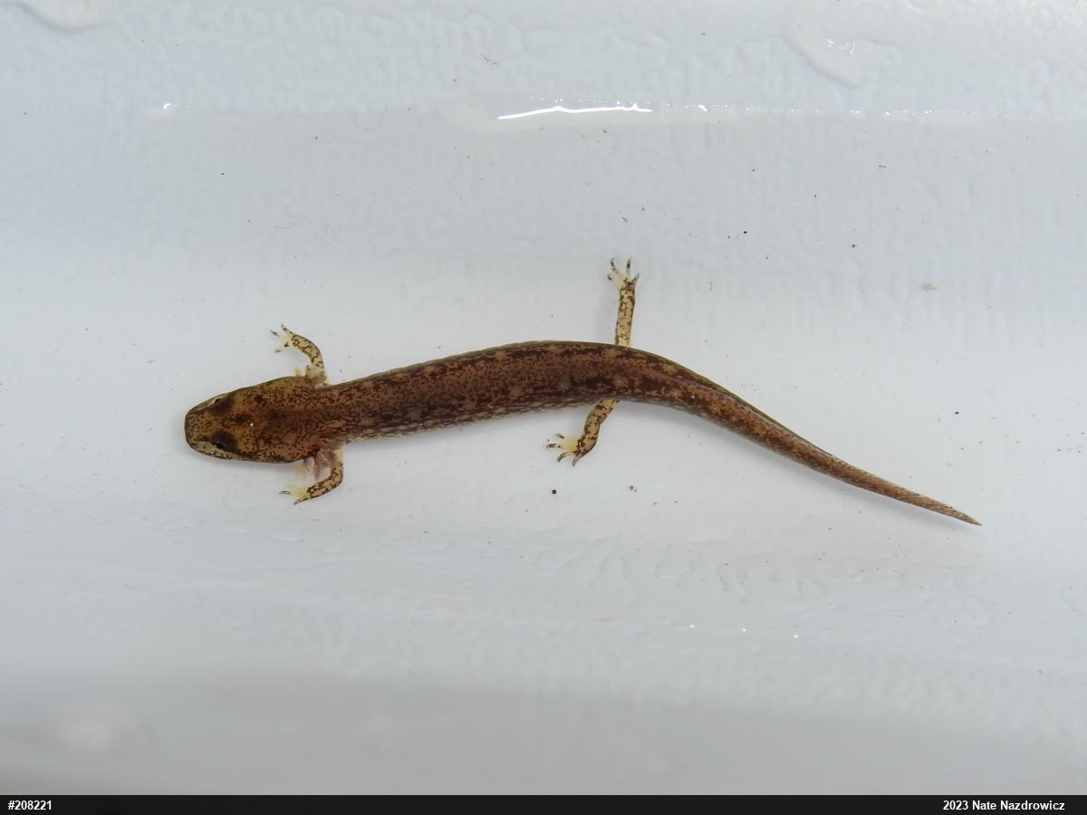Northern Two-lined Salamander