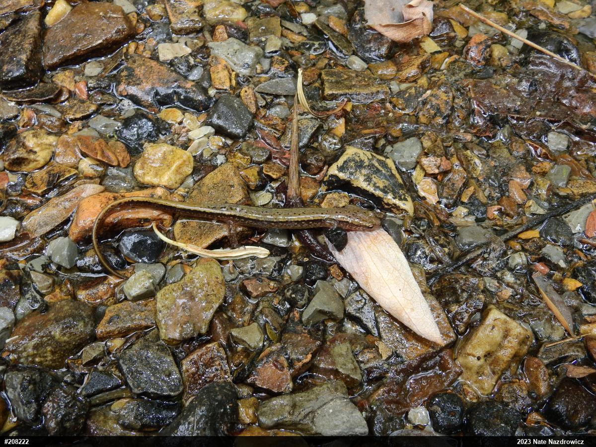 Northern Two-lined Salamander