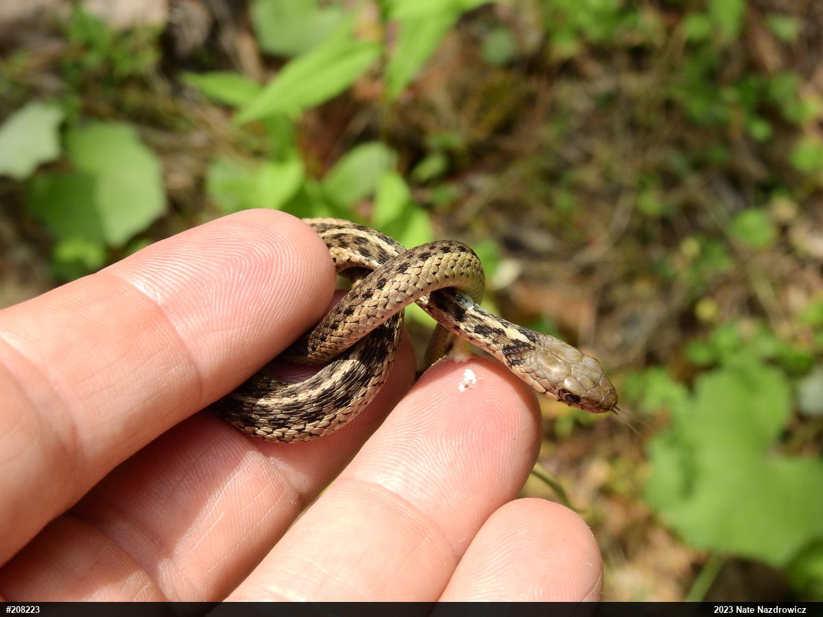 Eastern Gartersnake
