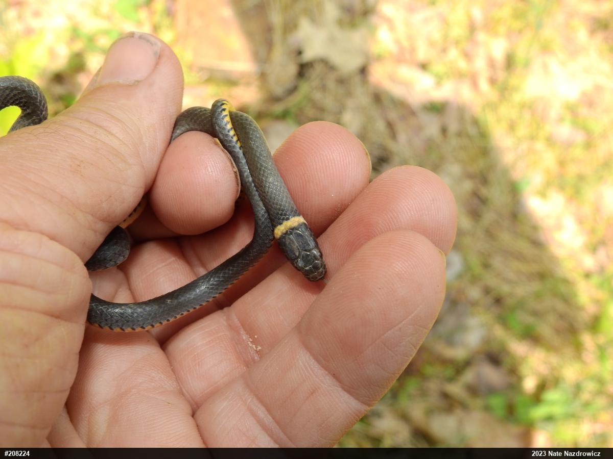 Northern Ring-necked Snake
