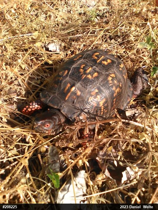 Eastern Box Turtle