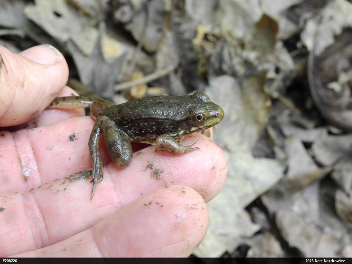 Green Frog