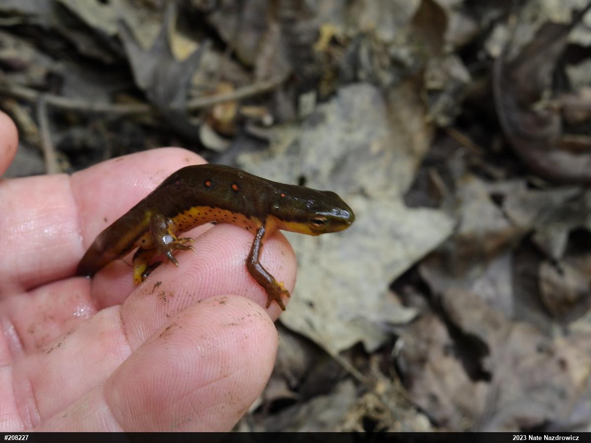Red-spotted Newt