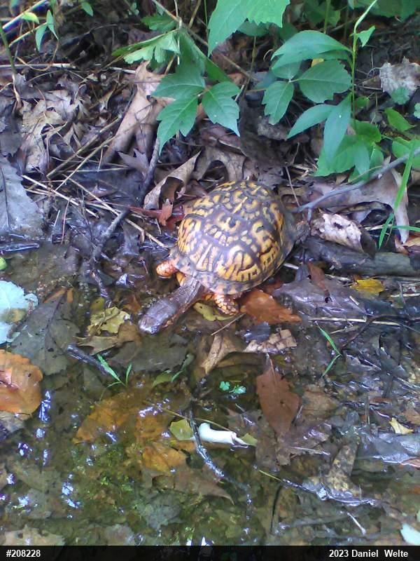 Eastern Box Turtle