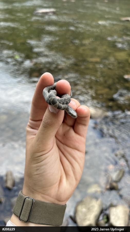 Northern Watersnake