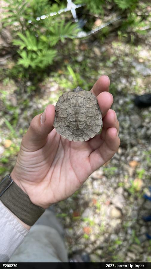 Wood Turtle