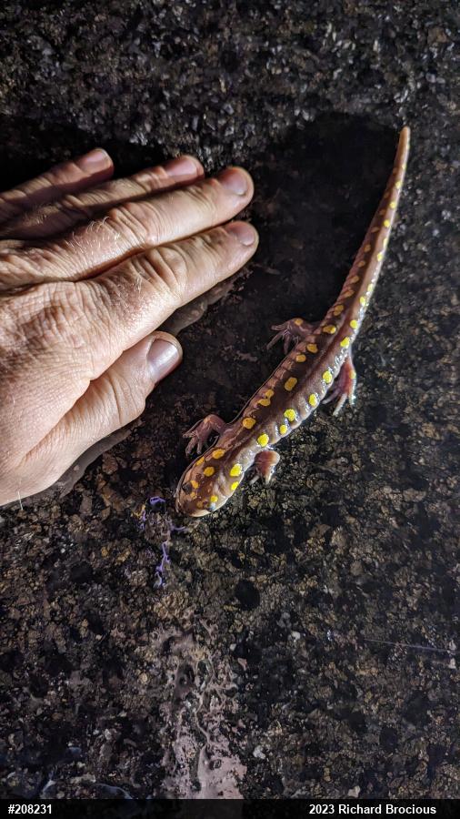 Spotted Salamander